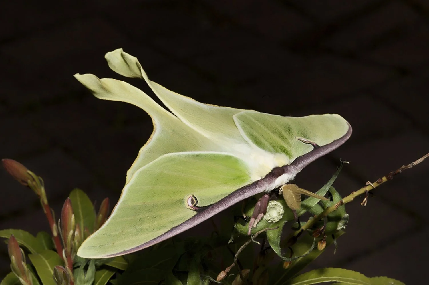Luna Moth in my Backyard.