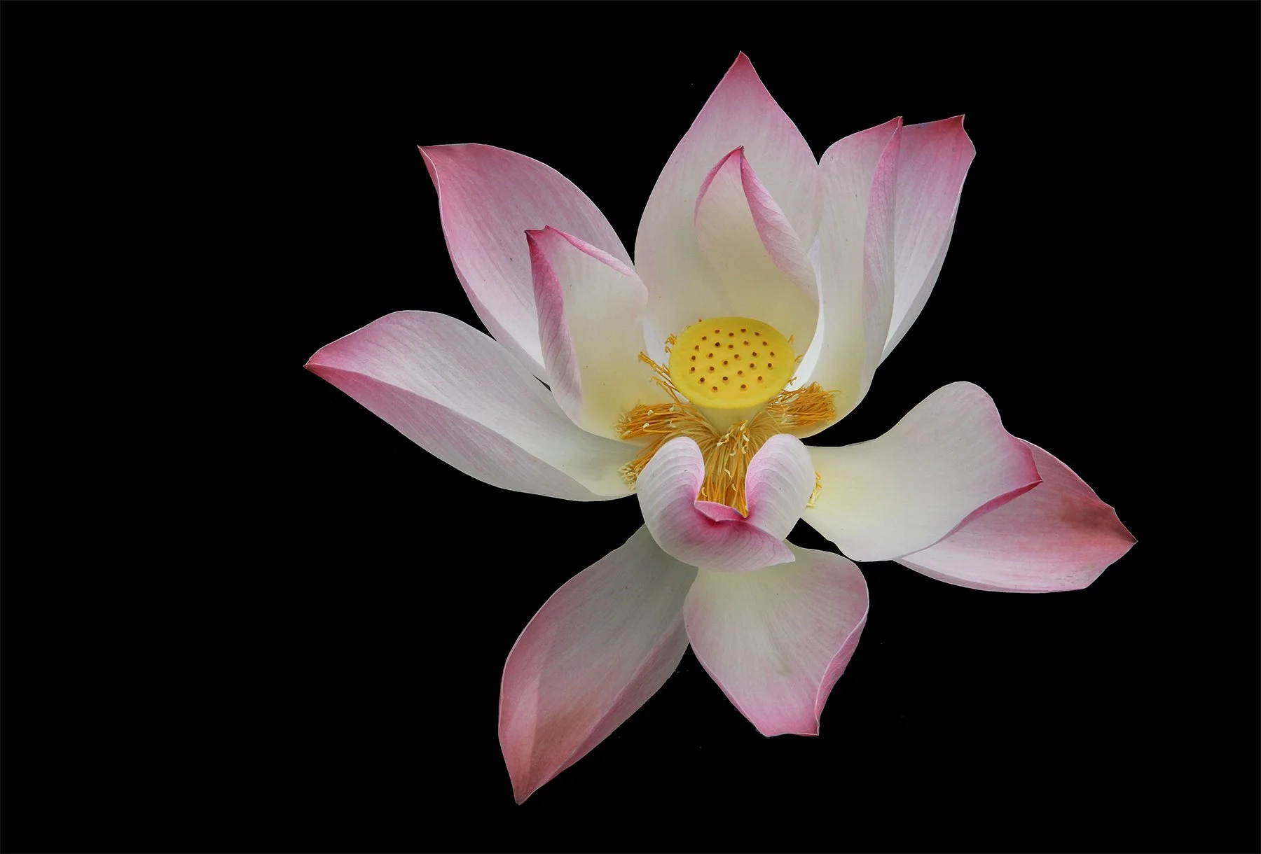George T., Indian Lotus.jpg