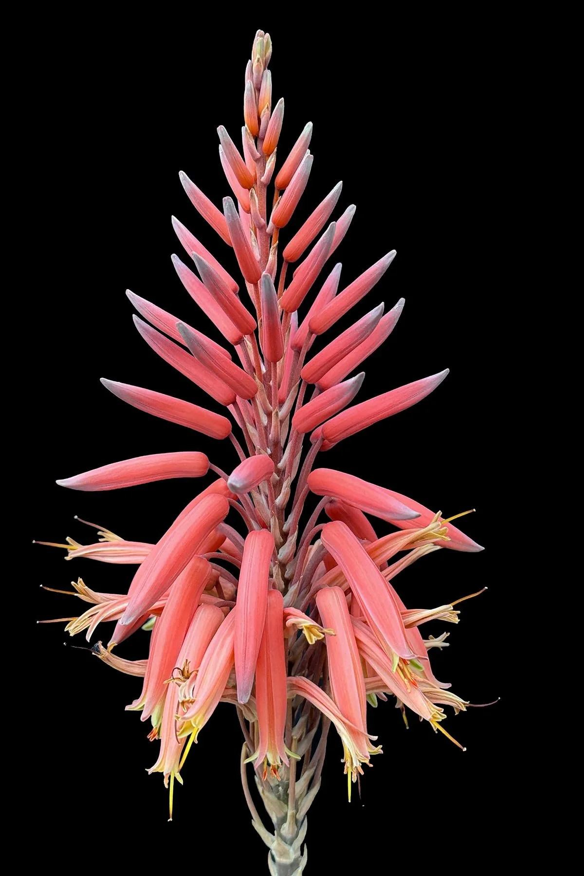 Mitre Aloe (Aloe perfoliate).jpg