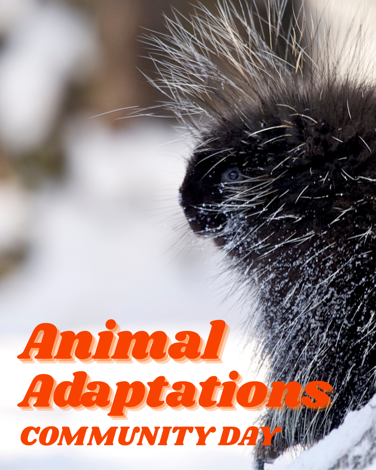 Animal Adaptations (1200 x 1500 px).png