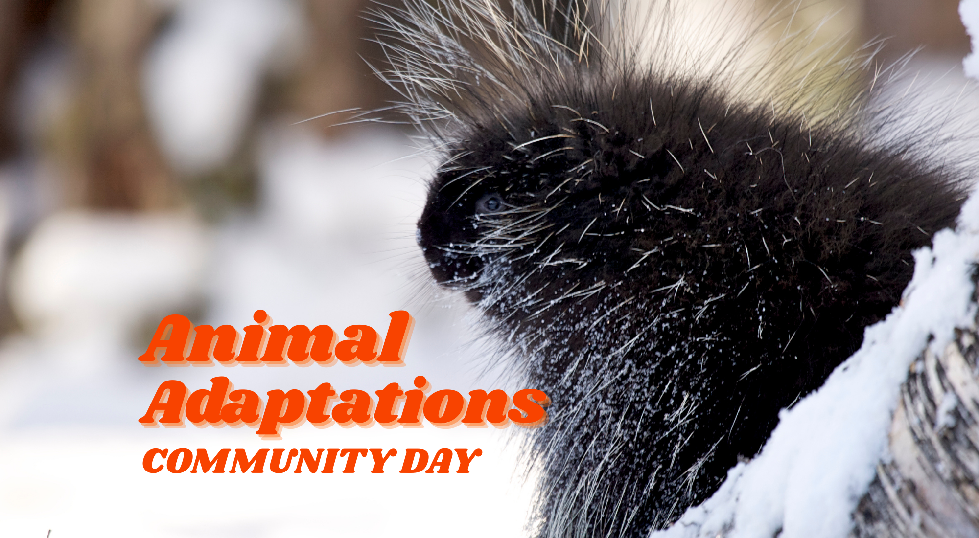 Animal Adaptations Community Day