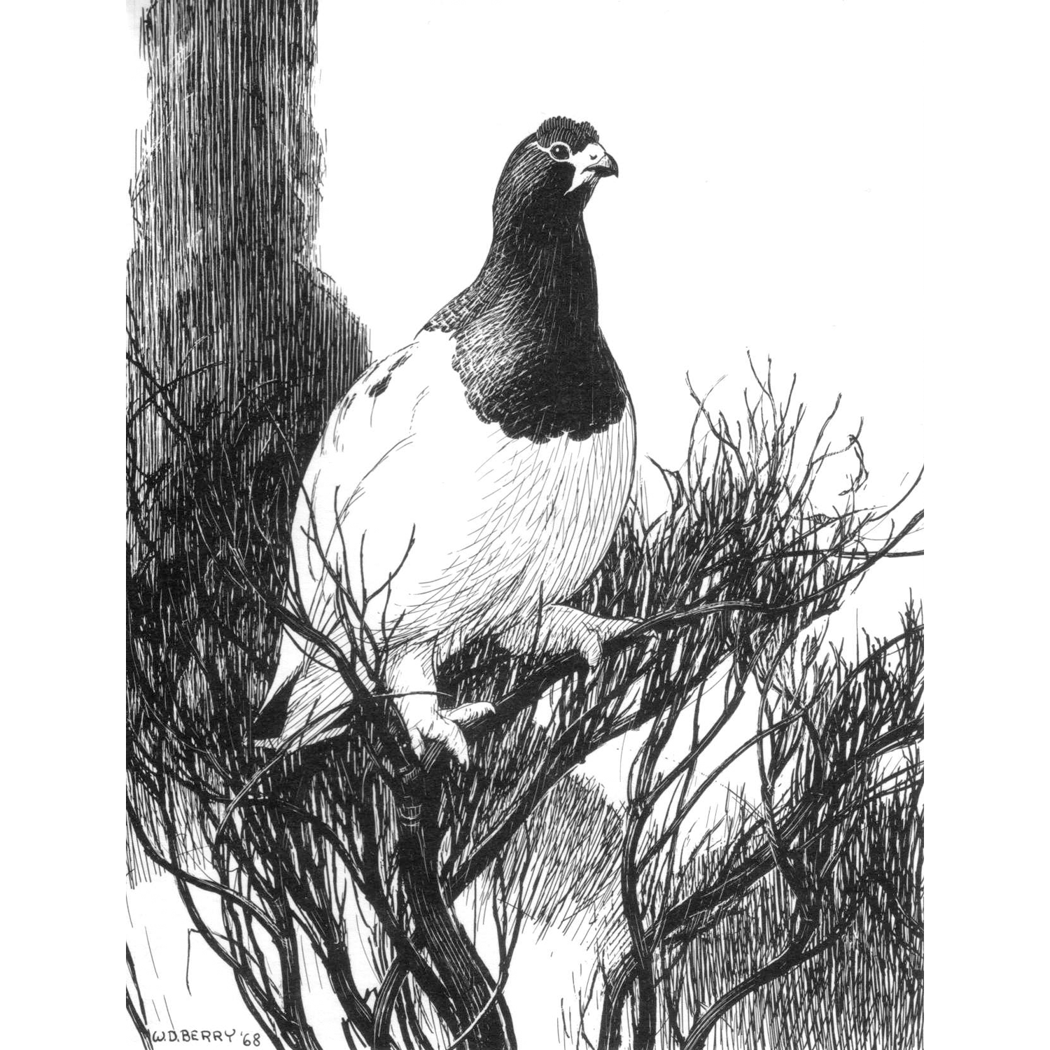 Ptarmigan_Image_Card.png