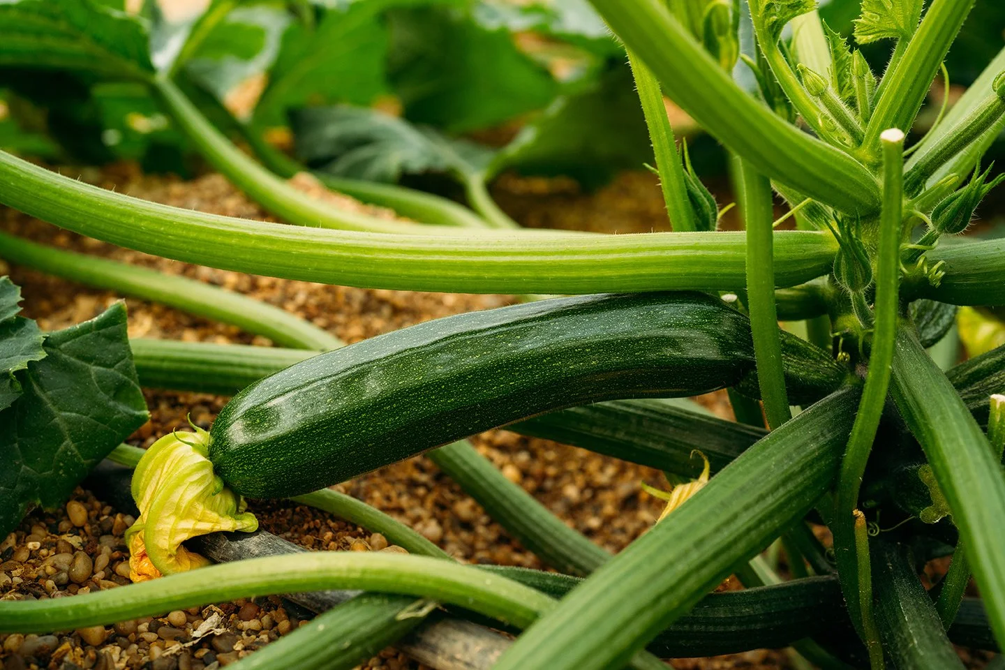 zucchini.jpg