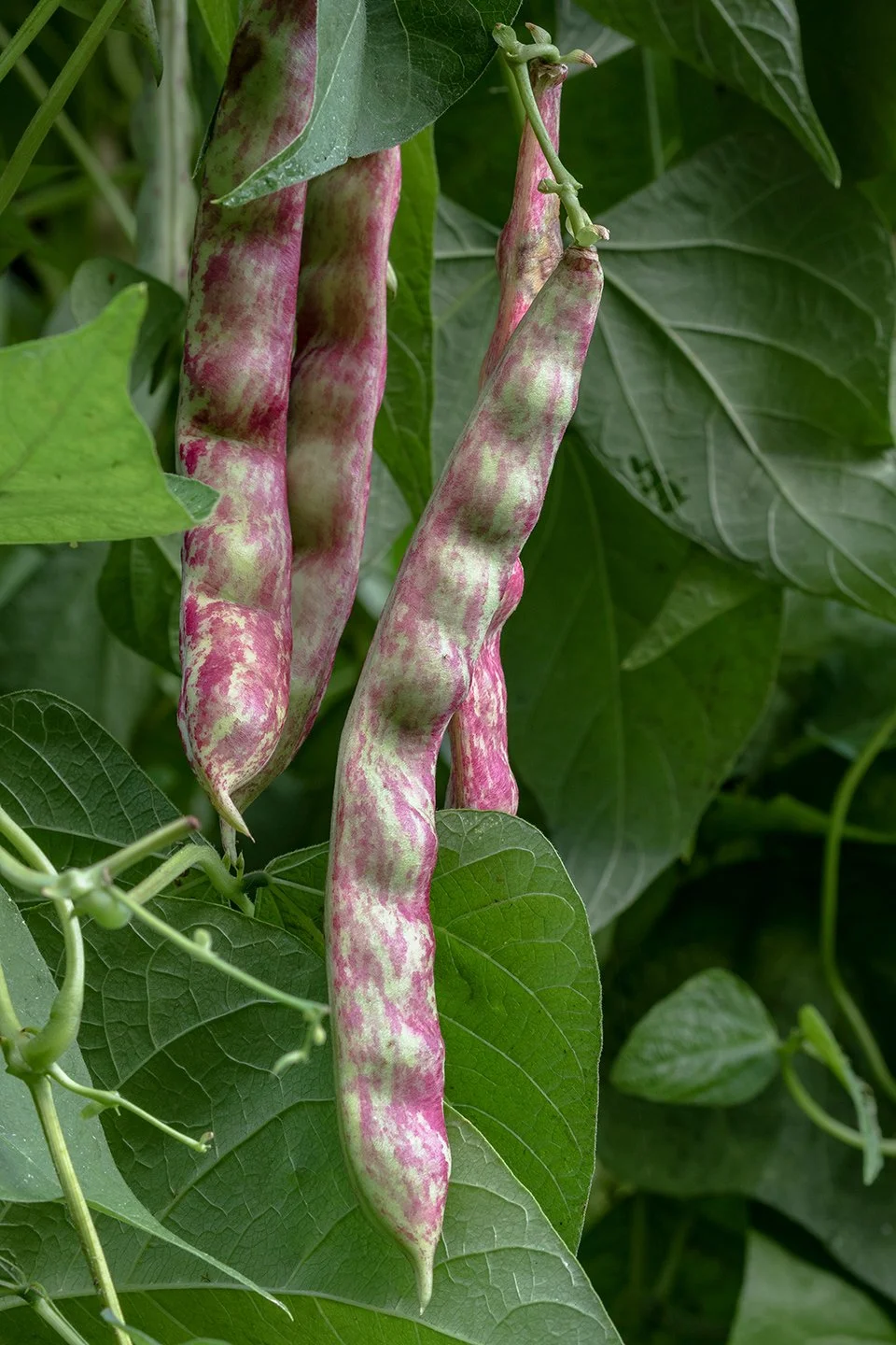 01-bean-crop.jpg