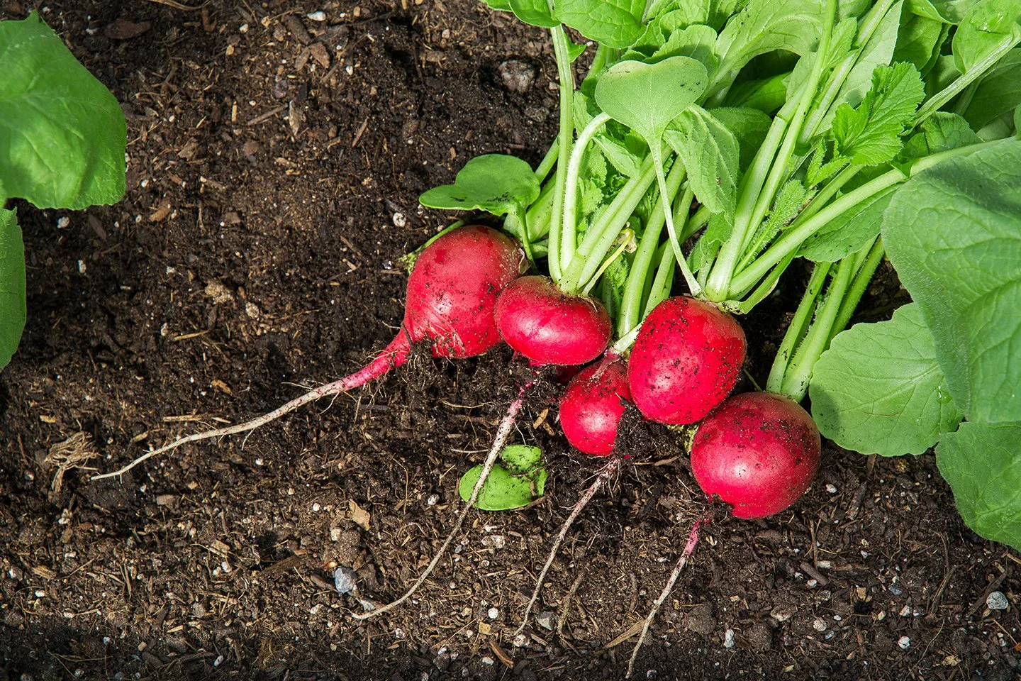 radish-crop.jpg