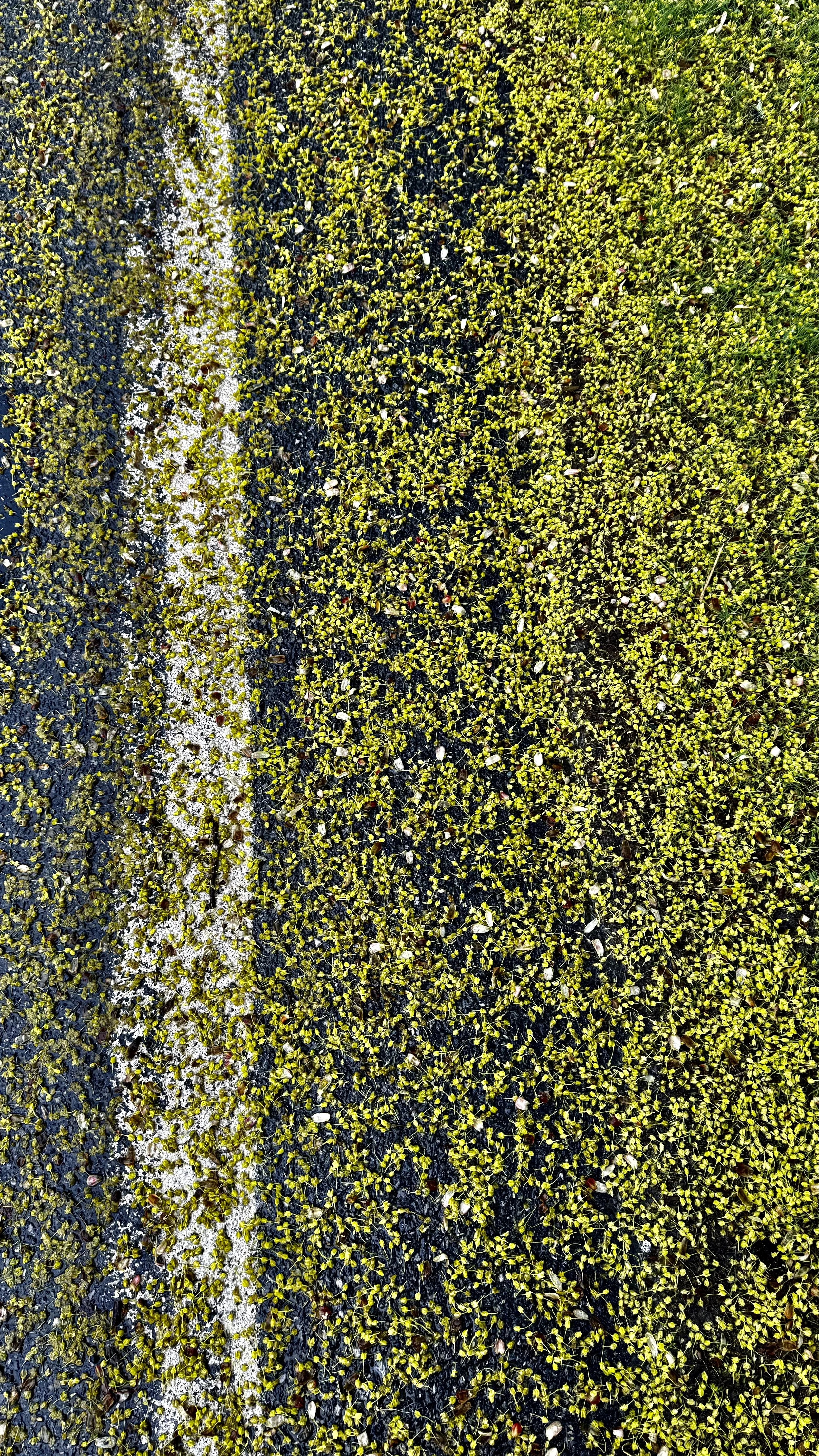 I took this photo of pollen on the road before I started these striped paintings. I love it when nature imitates art. 