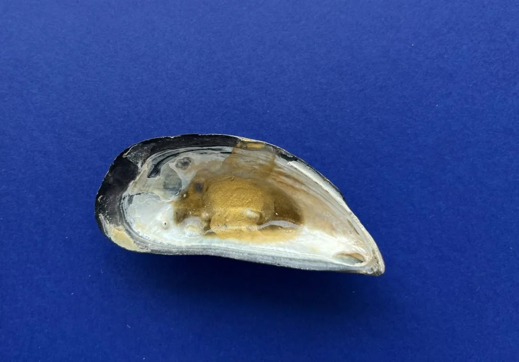 SHELL GOLD: How Renaissance painters turned scraps of gold leaf into paint
