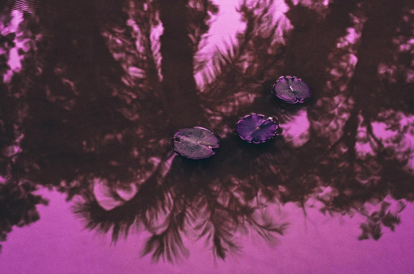 Palm tree reflection 🌴💜
.
.
.
#photography #neonphotography #nikonmacro #macrophotography #naturephotography #botanicphotography #lifeinpink #nikonphotography #flowersphotography #studiopushpa #frenchphotographer #sintra #sintragardens #garden #wat