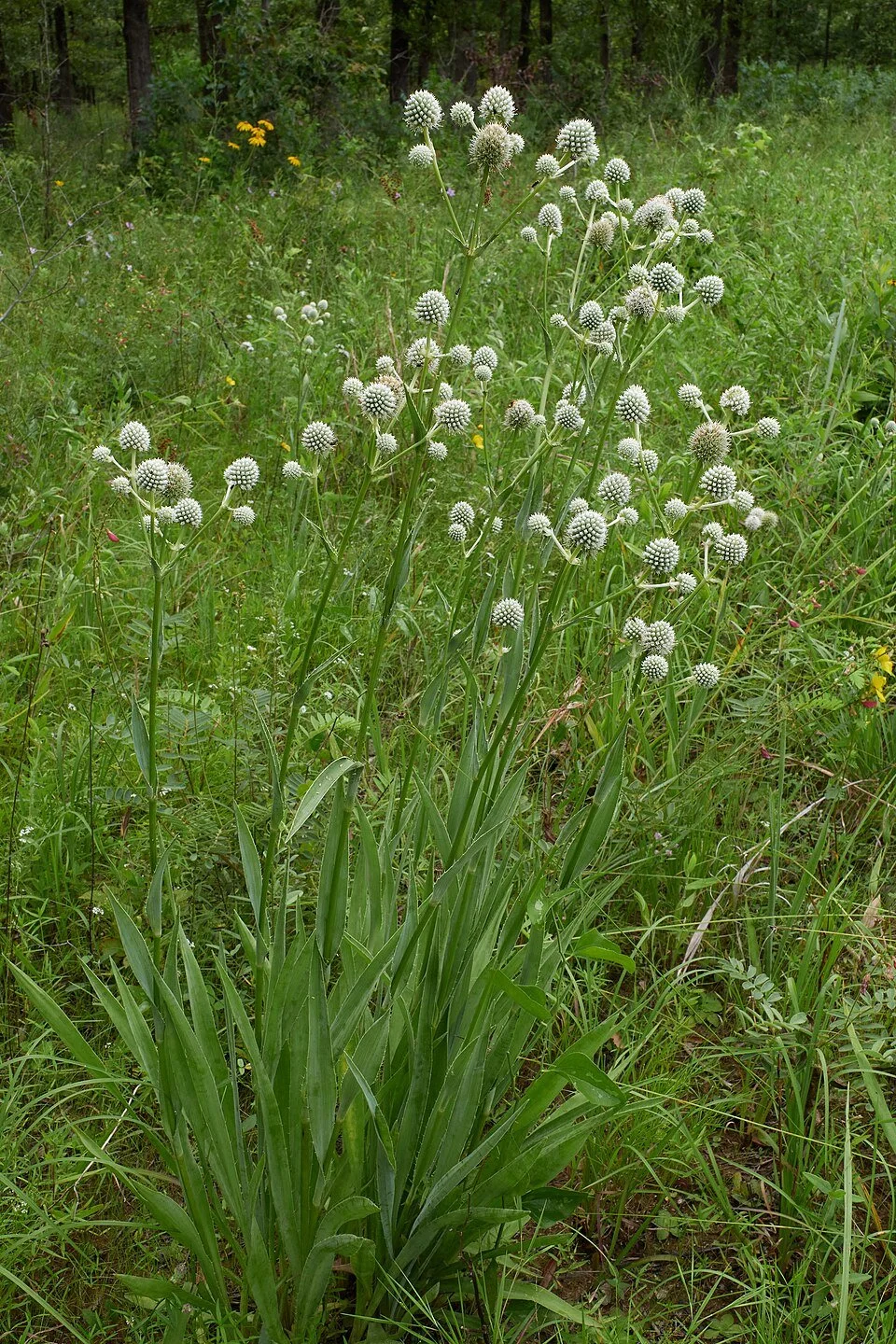 Rattlesnake Master - Eric Hunt.jpg