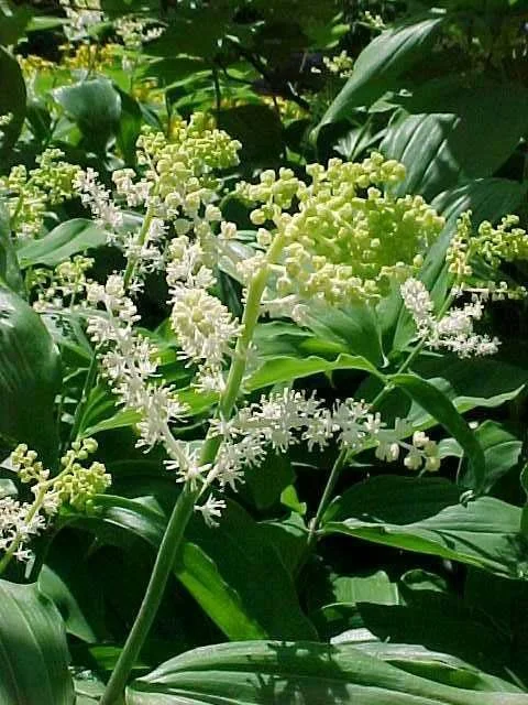 False Soloman’s Seal