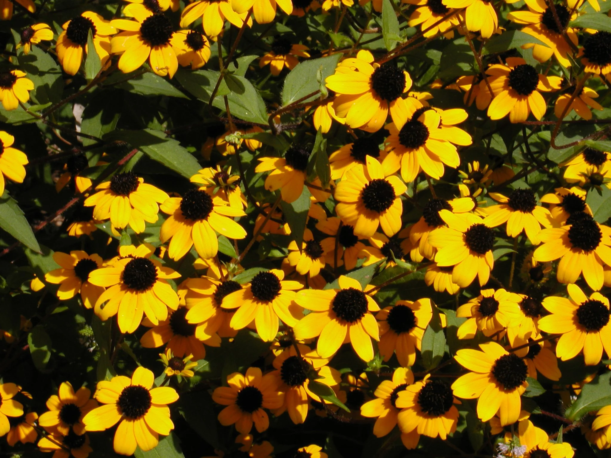 brown eyed susan.jpeg