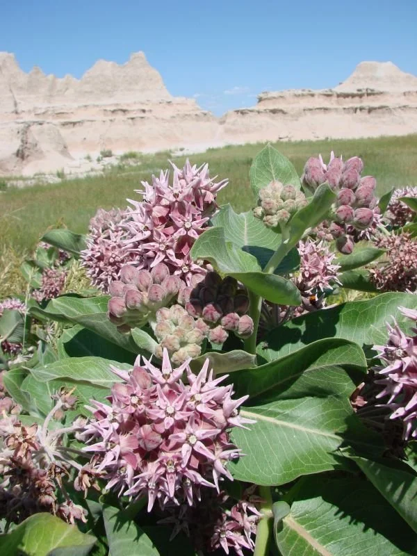 Showy Milkweed - Vicki Watkins.jpg