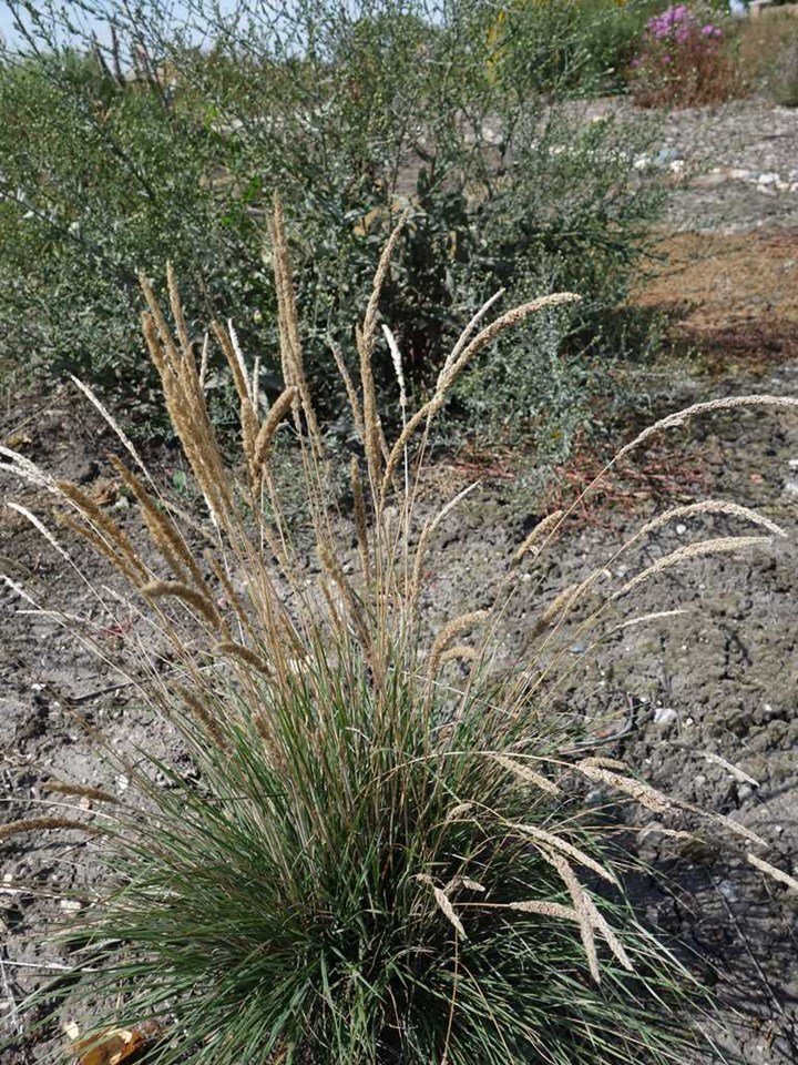 june grass.jpg