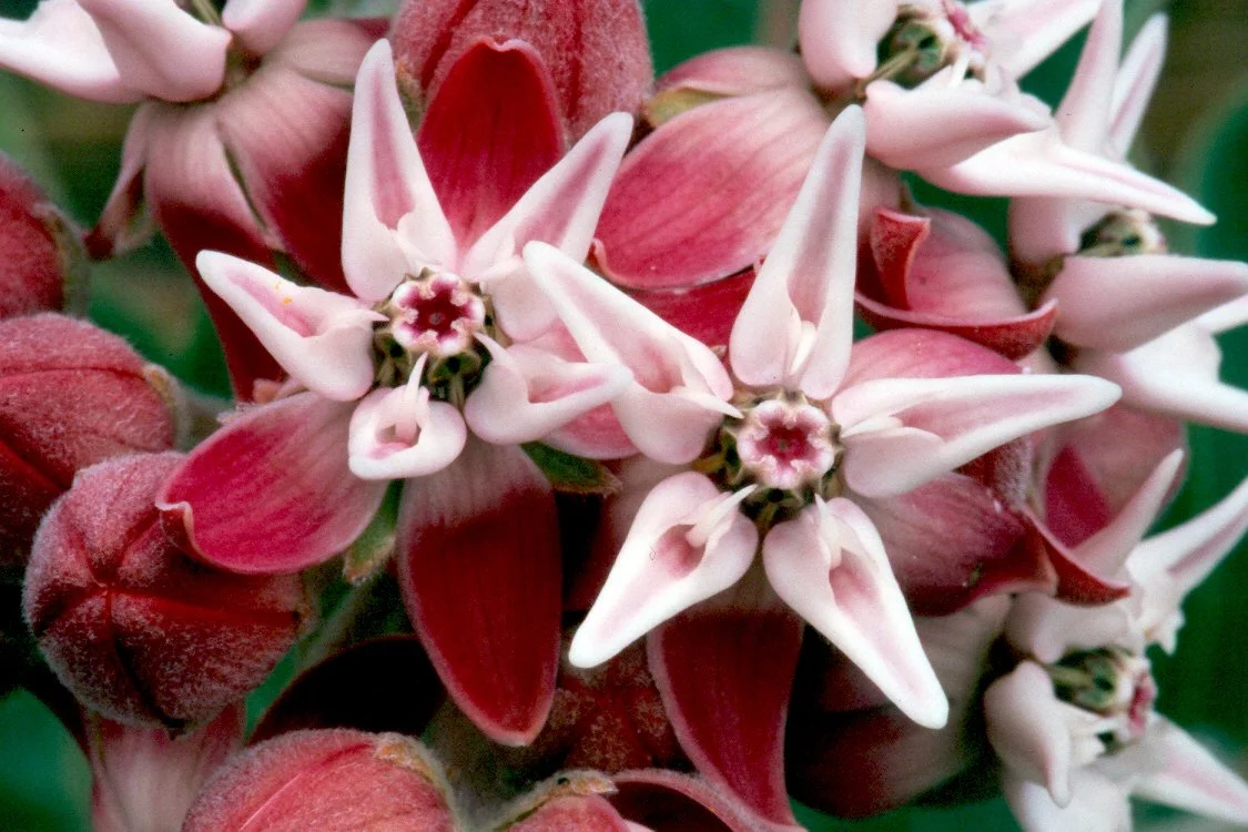 Showy Milkweed.jpg