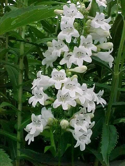 Beardtongue.jpg