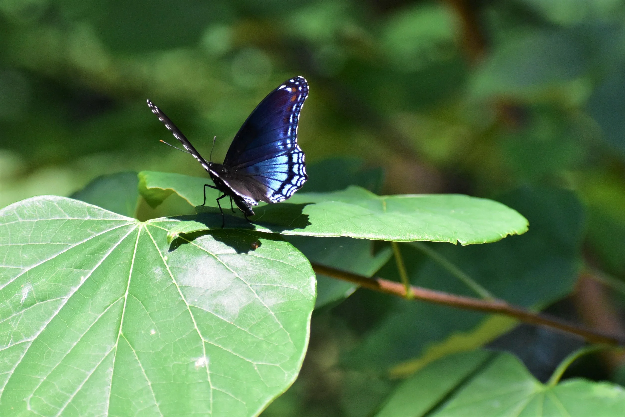 DSC_5210.JPG