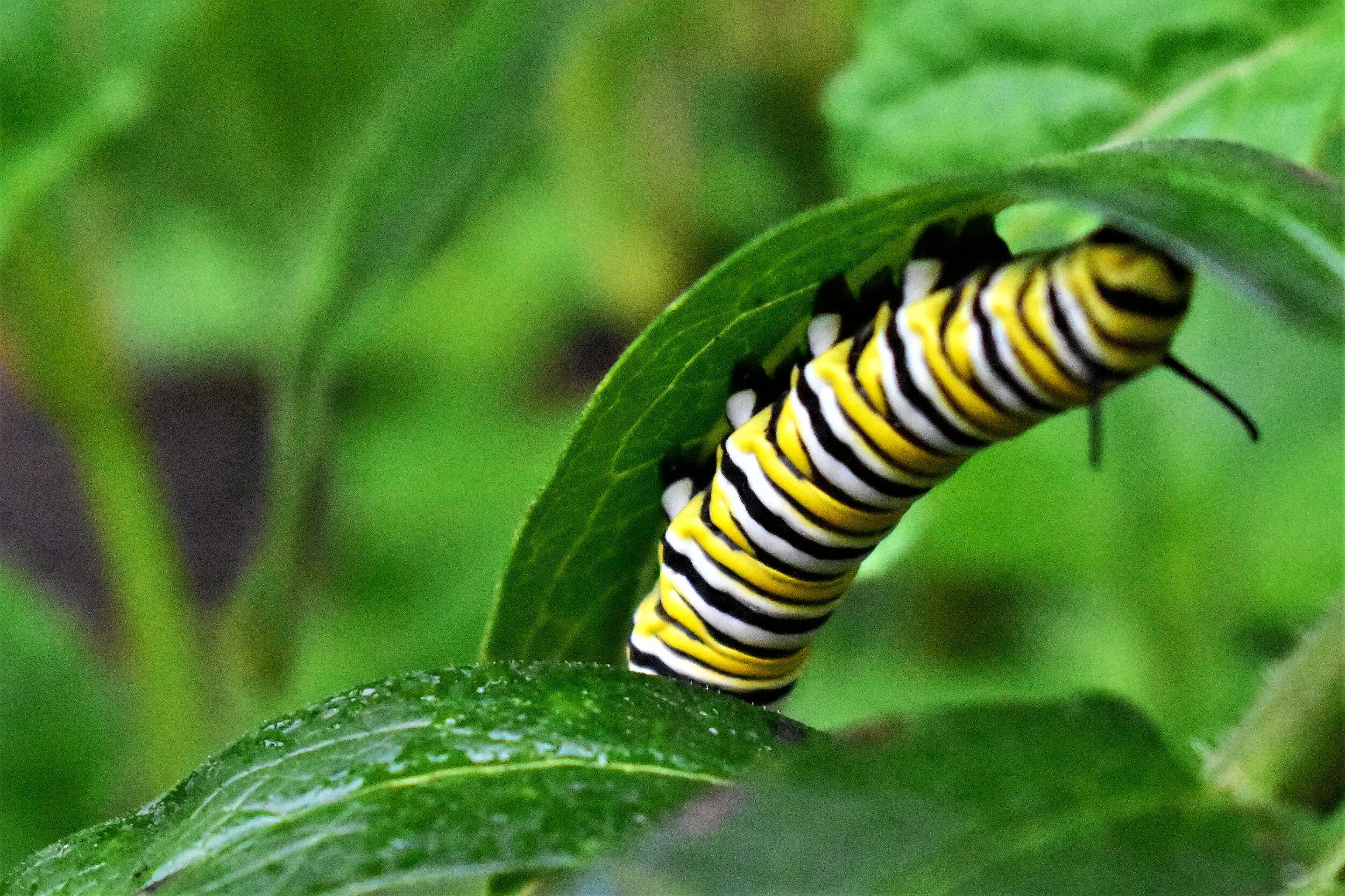DSC_6667.JPG