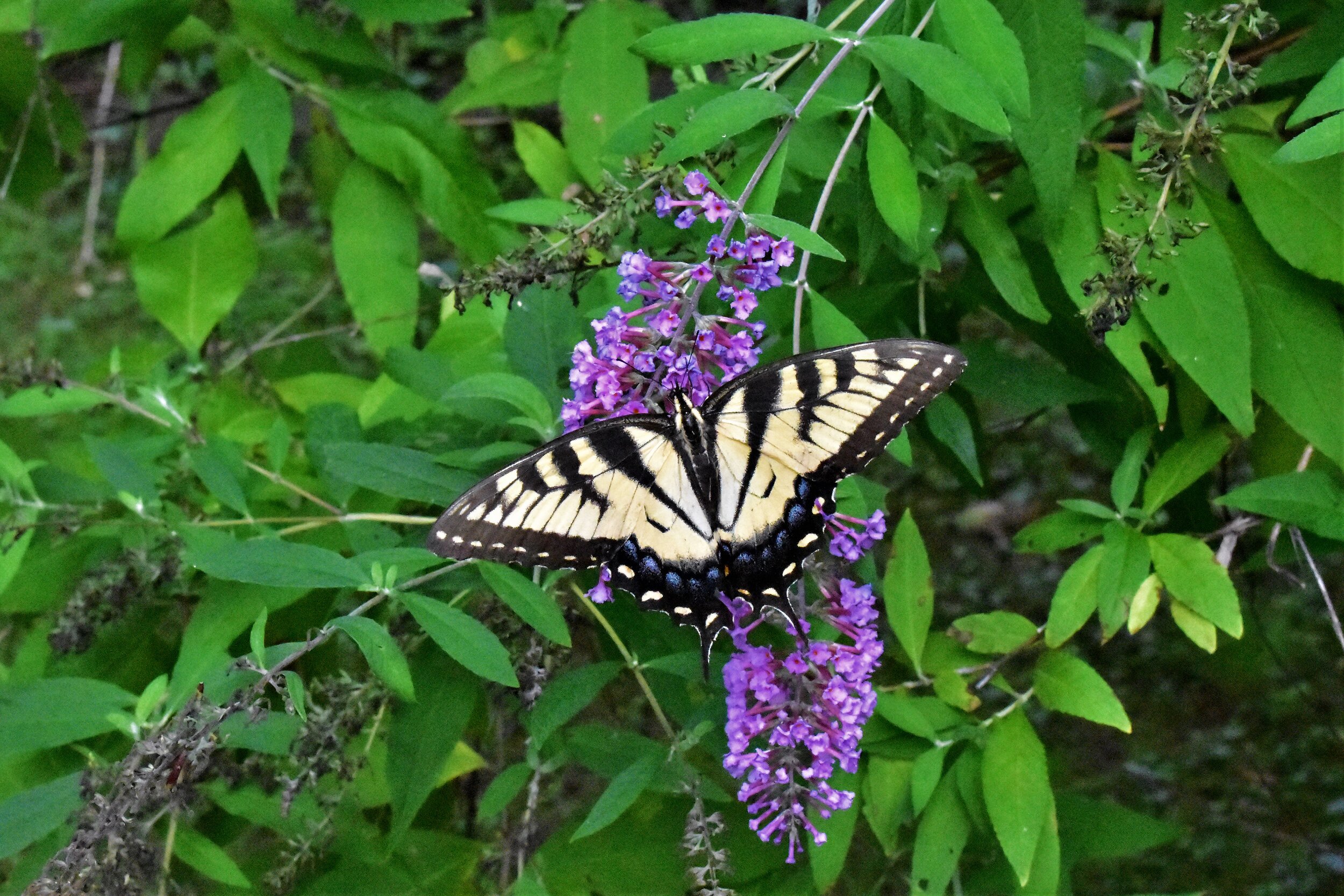 DSC_6766.JPG