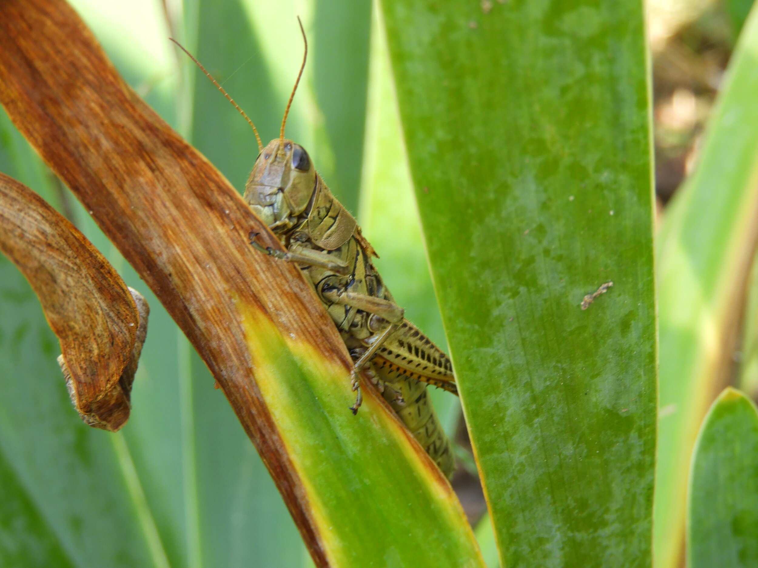 Grasshopper on a leaf