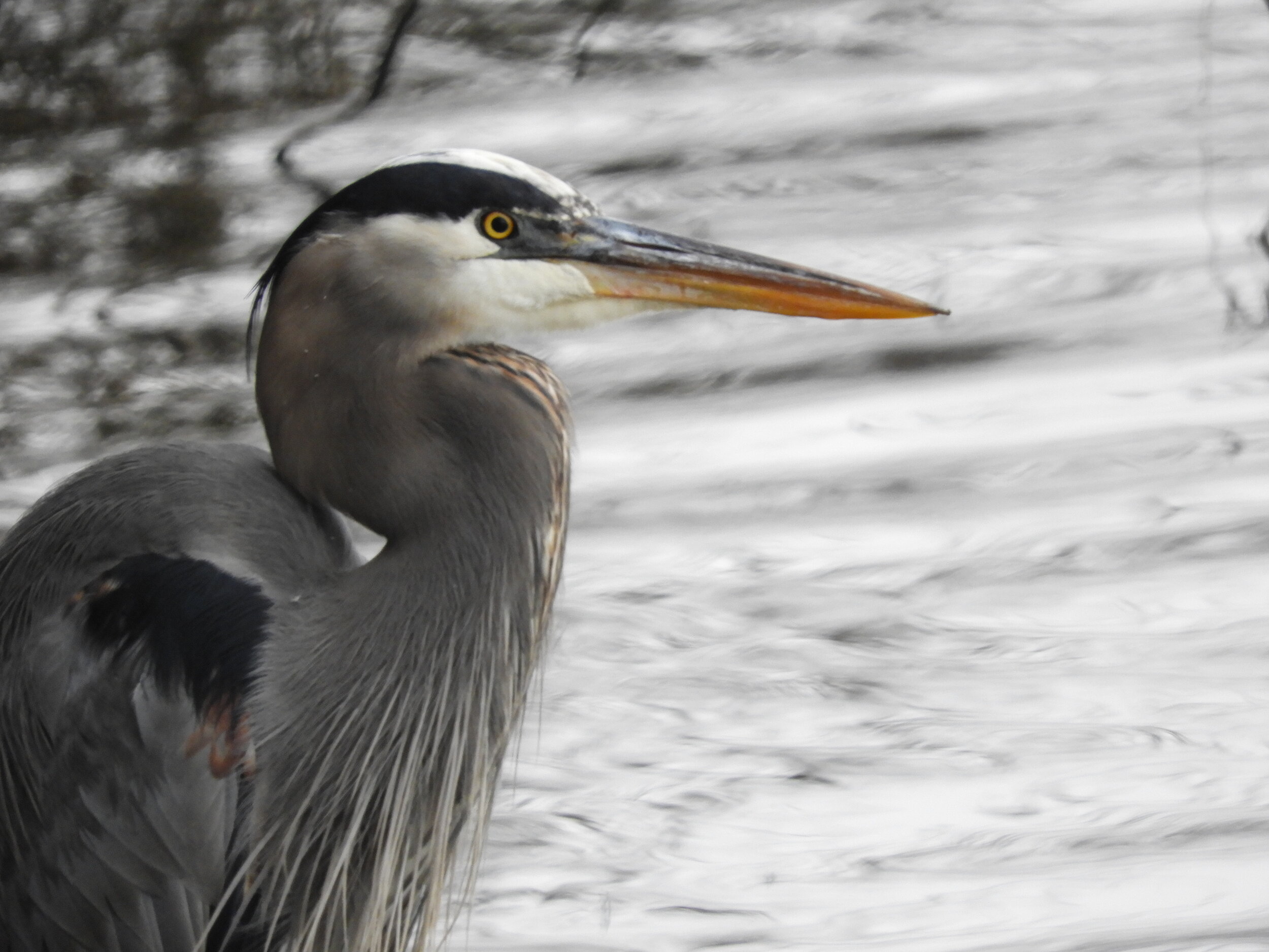 Great blue heron