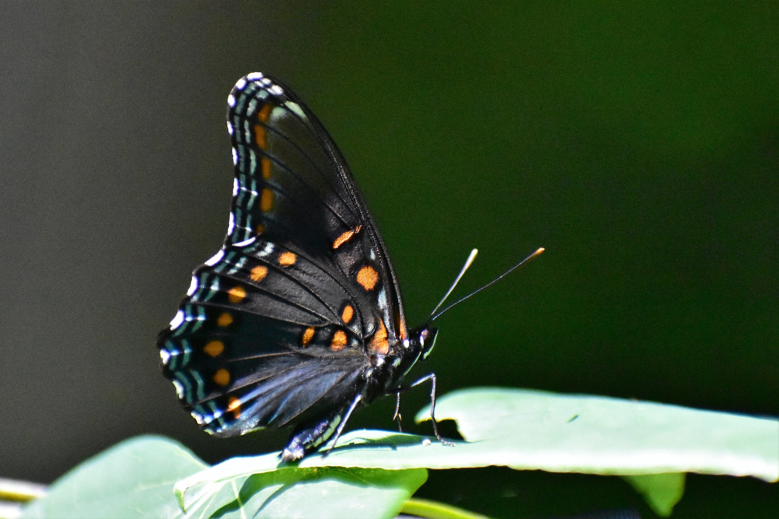 Red-spotted purple butterfly