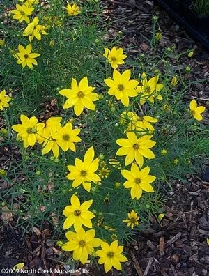 Whorled tickseed.jpg