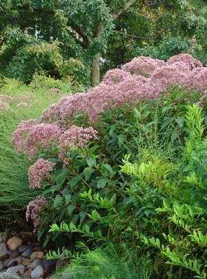 Joe Pye Weed.jpg