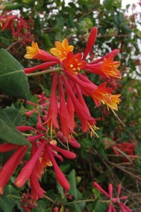 Trumpet Honeysuckle.jpg