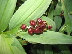 False Soloman's Seal.jpg