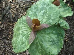 Little Sweet Betsy.jpeg