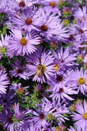 Aromatic Aster.jpg