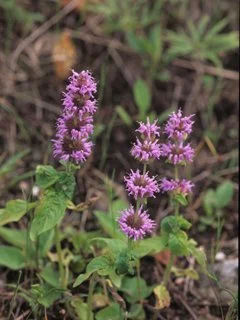 downy wood mint.jpeg