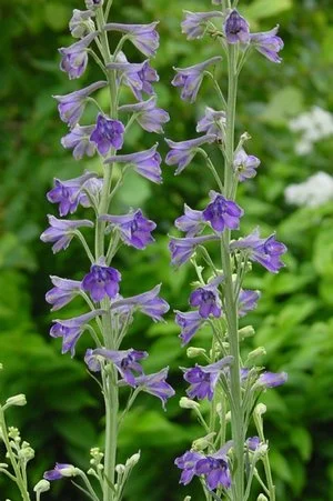 tall larkspur.jpeg