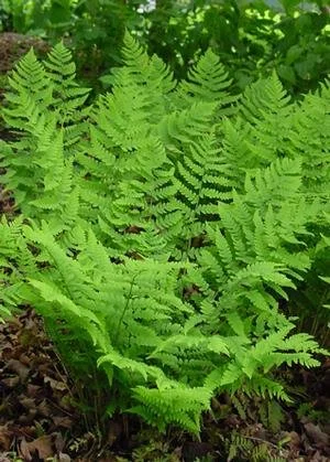marginal fern.jpeg