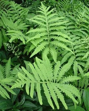 Sensitive Fern.jpeg