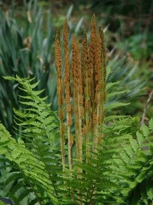 cinnamon fern