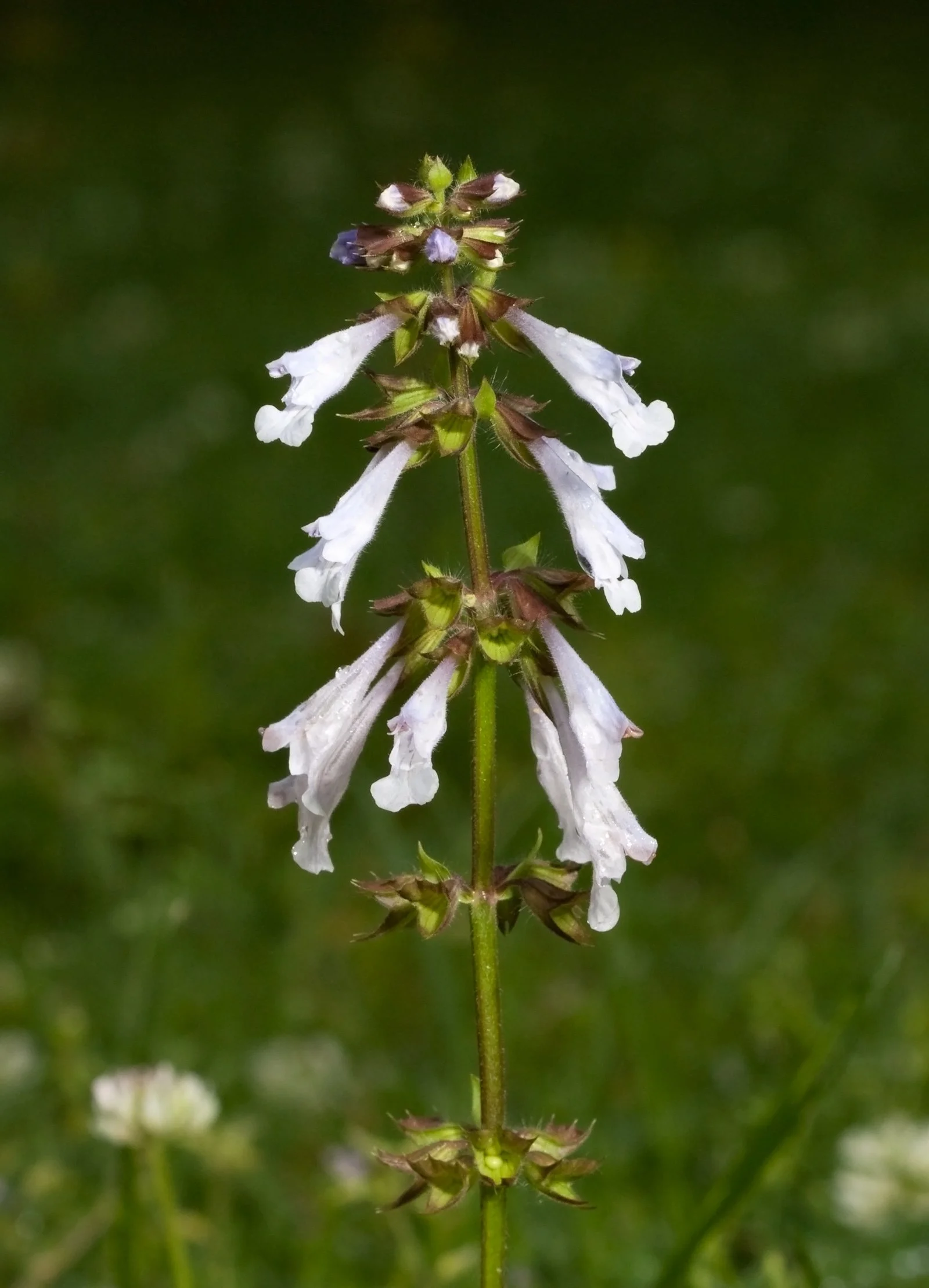 Lyre-leaf sage.jpeg