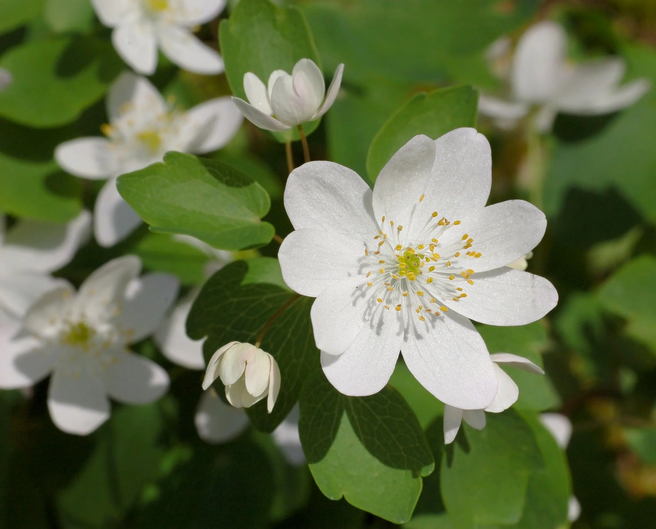 Rue_Anemone.jpeg