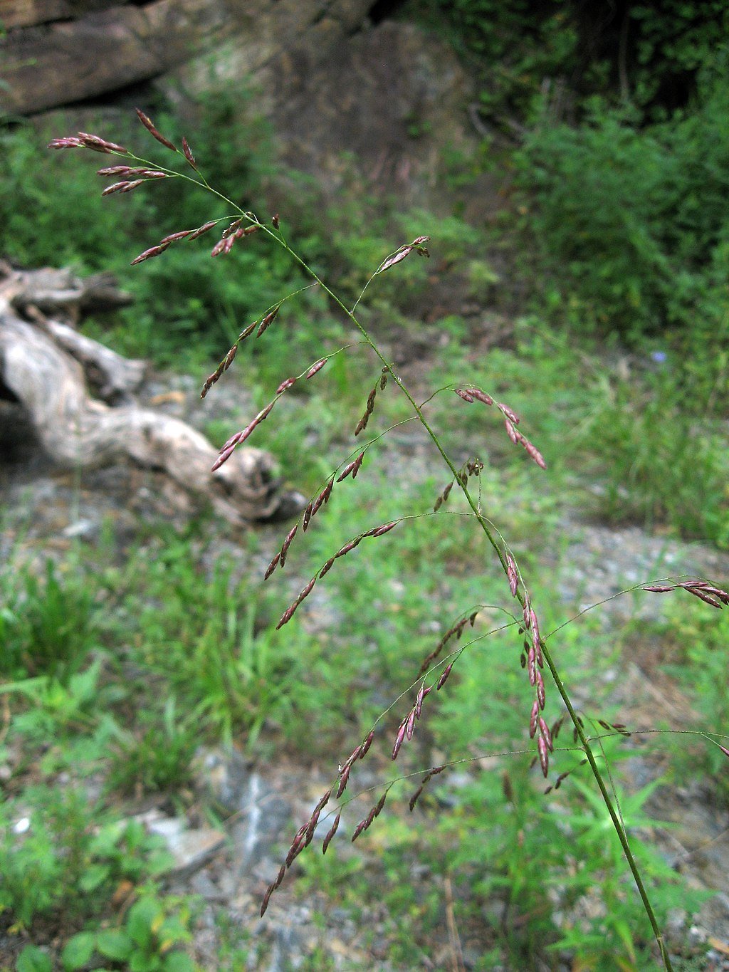 Purple Grass.jpeg