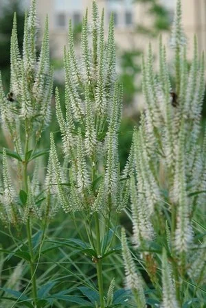 Culver's Root.jpeg