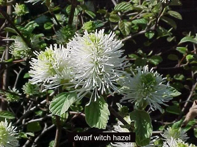 Fothergilla gardenii