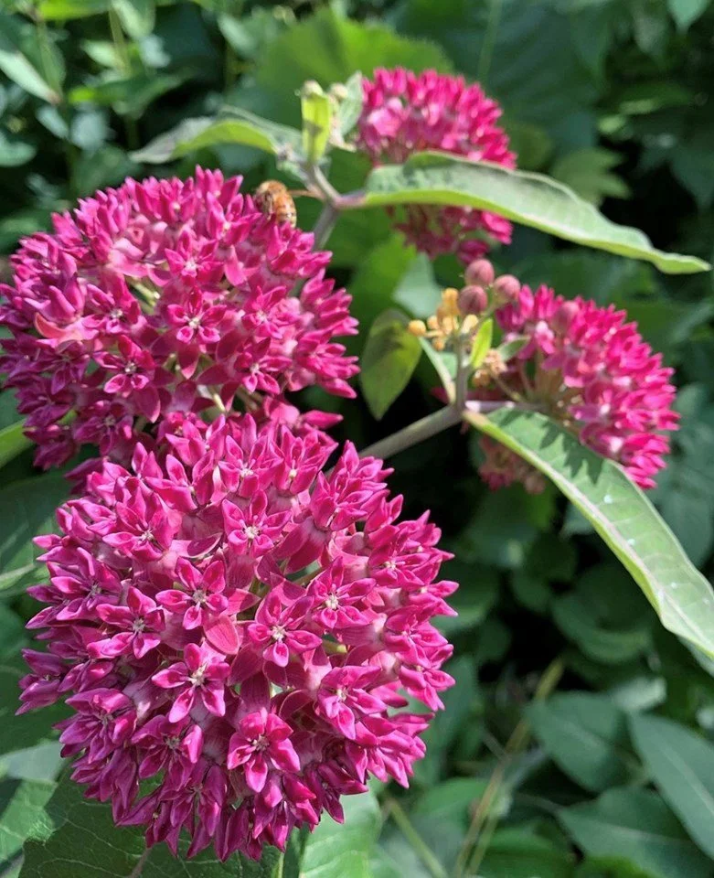 purple milkweed.jpeg