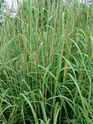 big bluestem.jpeg