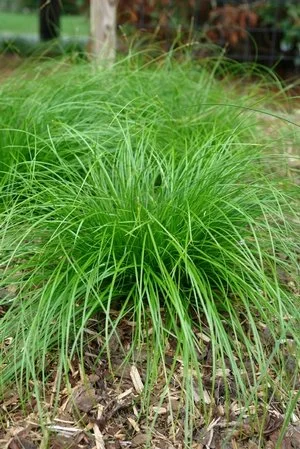 eastern star sedge.jpeg