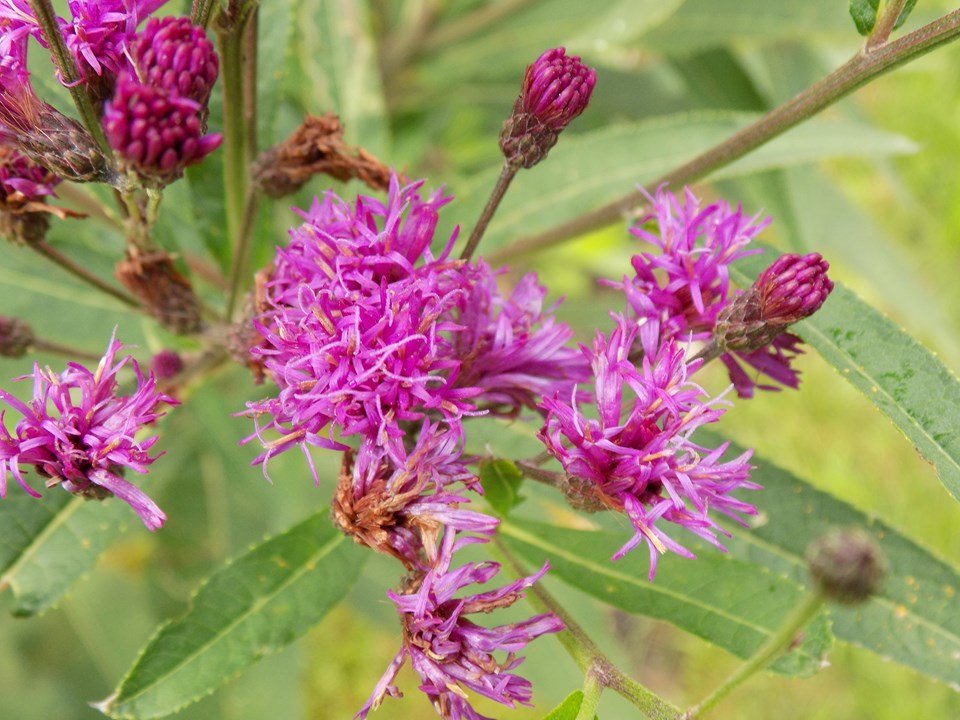 tall ironweed.jpeg
