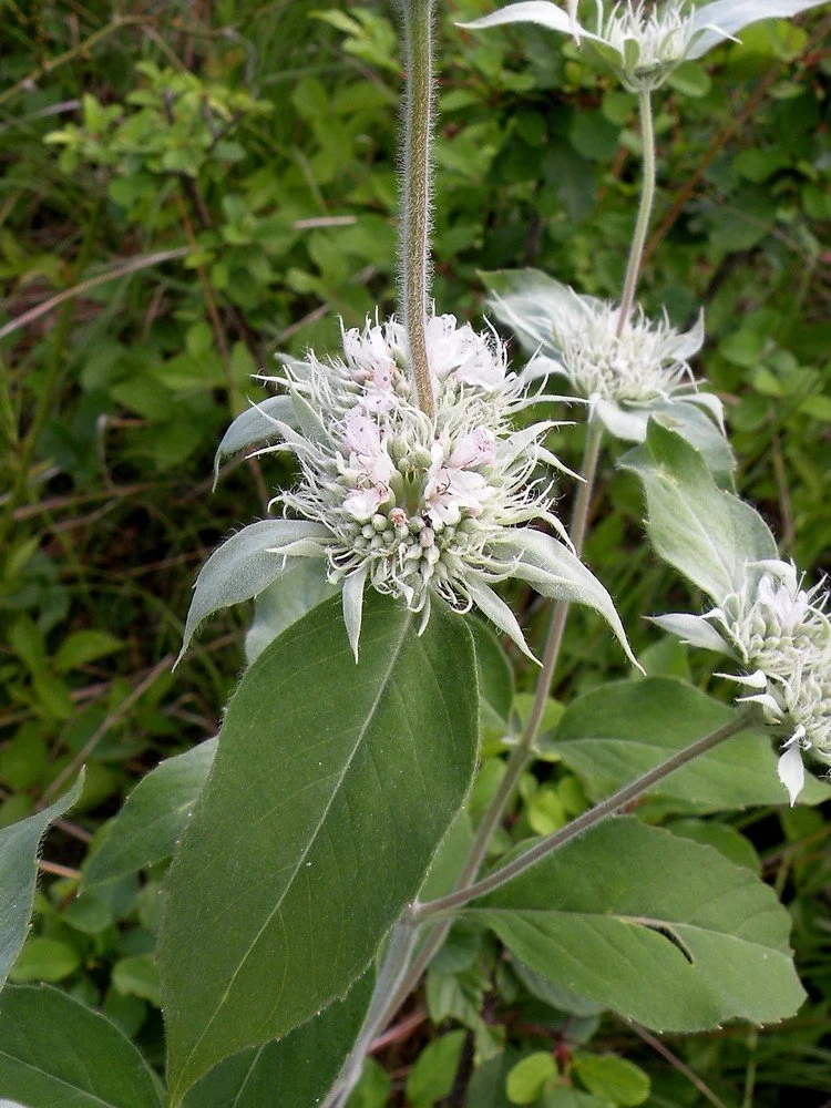 Hoary mountain mint.jpeg