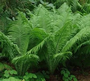 ostrich fern.jpeg
