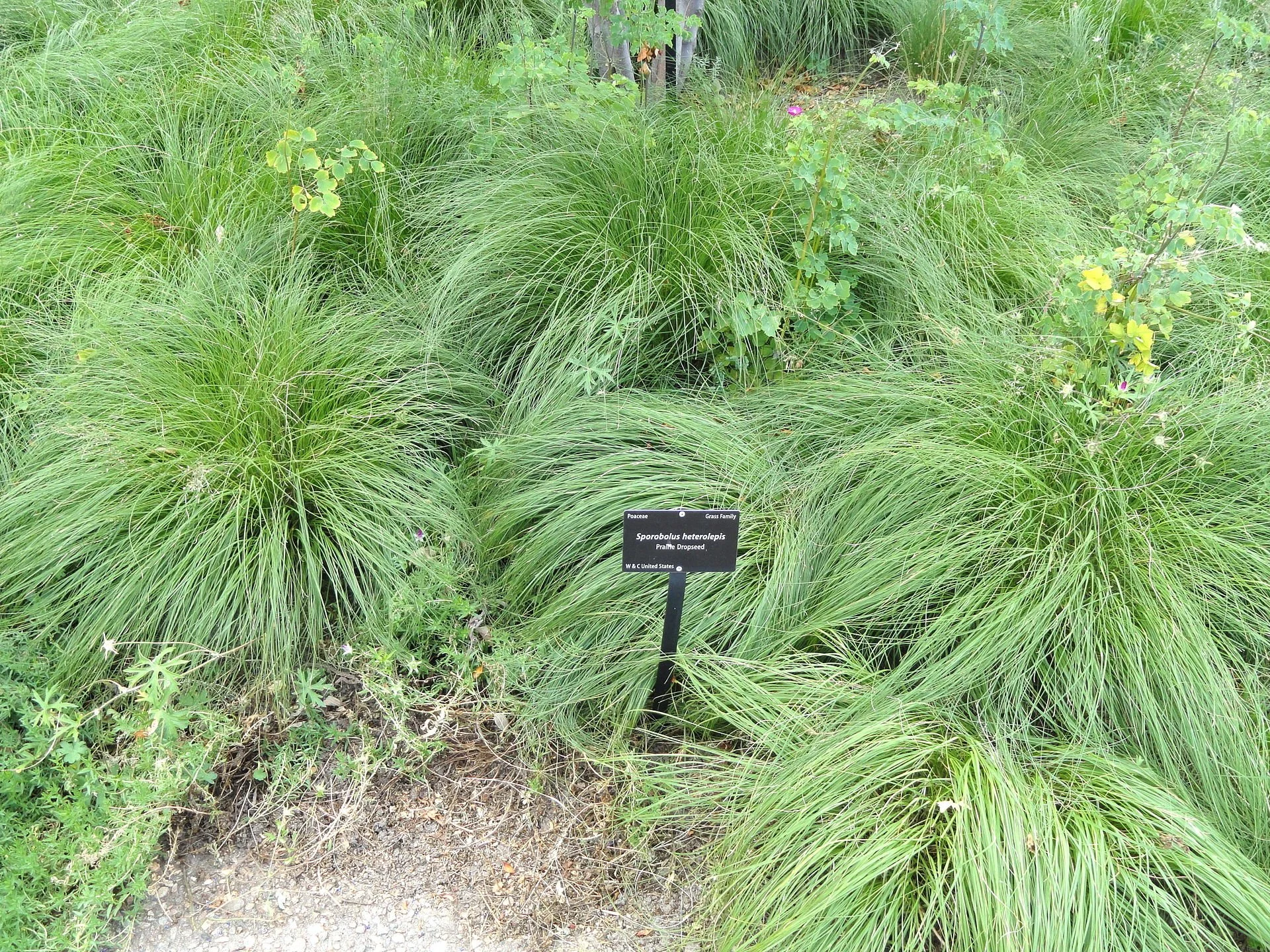 prairie dropseed.jpeg