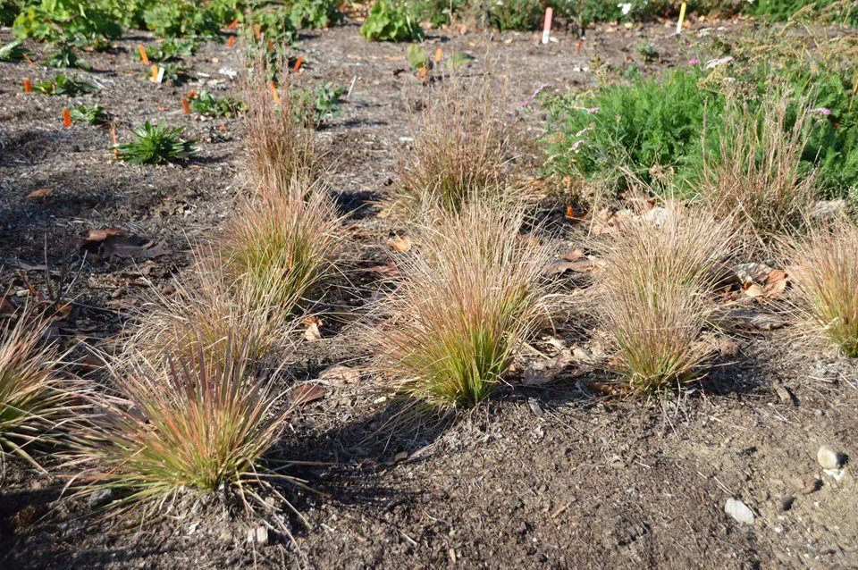 many June grass plants.jfif