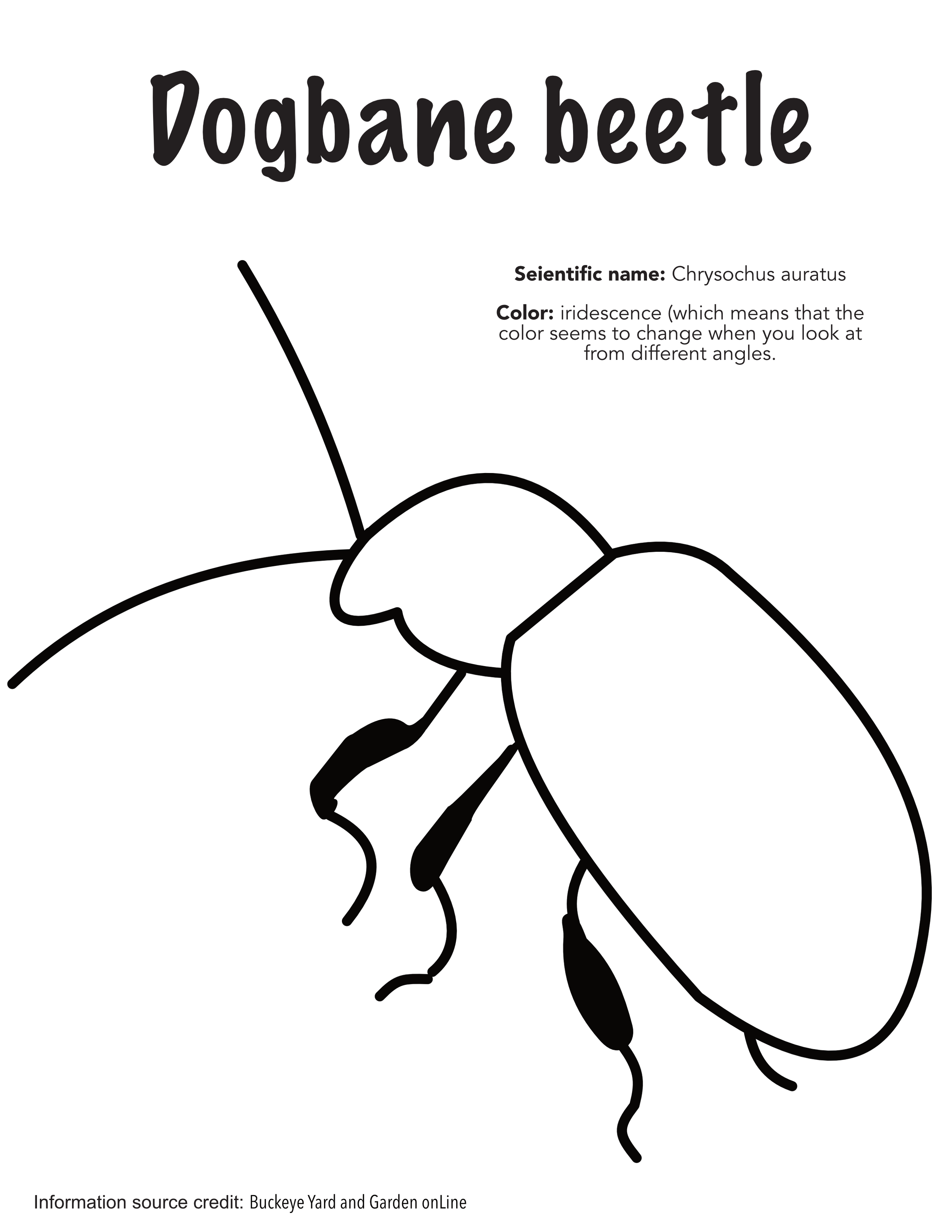 Coloring Page - Beetle.png